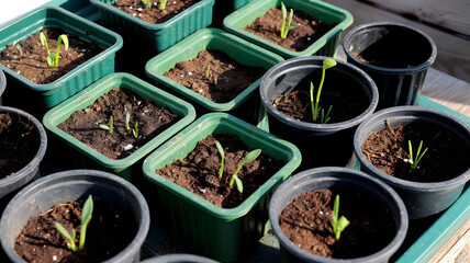 Fototapeta premium Small green seedlings growing in various pots on a tray in a garden setting