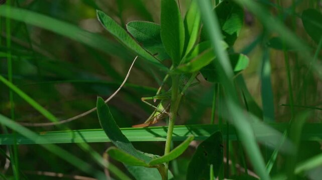 Insects in the family an acrida grasshopper sits among green grass, holding a stem with its legs. The abdomen with breathing spiracles and the tail are visible. Sunny 