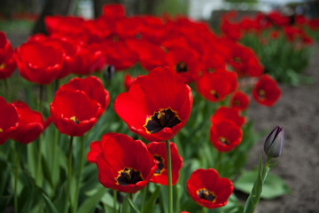 Fototapeta premium Flowerbed with red tulips, meadow of blooming tulips, background with red flowers and buds