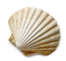 seashell on a white background