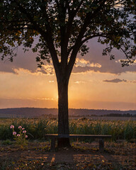 Serene Sunset Beneath a Tree