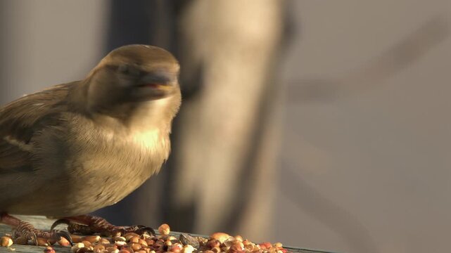 Closeup sparrow eating bird seed at railing bird feeder, golden light