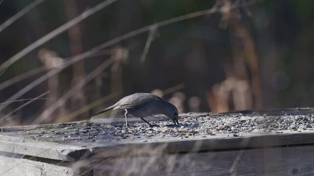 Gray catbird hops around on a wooden table eating seed, filmed in slow motion 120fps