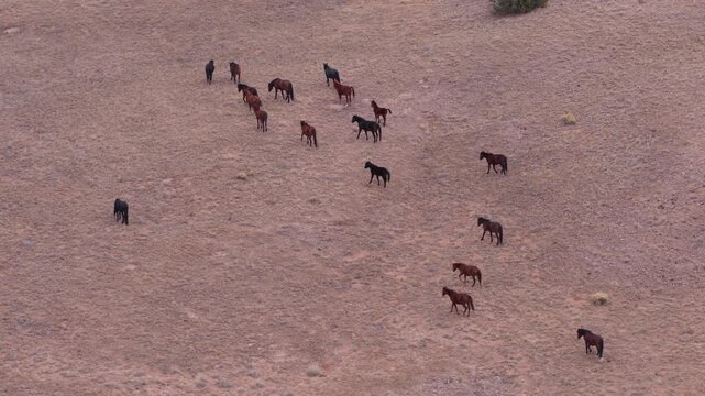 Drone captures a herd of wild horses as they roam across the dry, open landscape of the American West. This cinematic wildlife scene features untamed mustangs in their natural desert home.