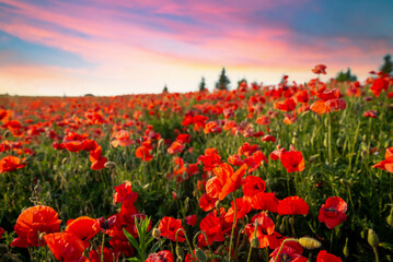 Purple poppy field at sunset with sun, rural landscape. High quality photo