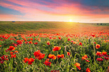 Purple poppy field at sunset with sun, rural landscape. High quality photo