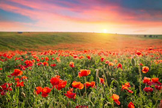 Purple poppy field at sunset with sun, rural landscape. High quality photo
