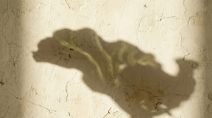 Shadow of sliced savoy cabbage on textured wall background  