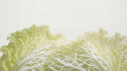 Half cut savoy cabbage leaf texture in soft natural light  