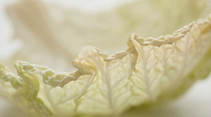 Extreme close-up of edges of Chinese cabbage leaves on white background with blank space for text