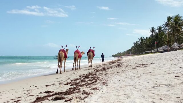 Three camels with red saddles walking along white sand beach in Zanzibar turquoise Indian Ocean water tropical Africa travel scene