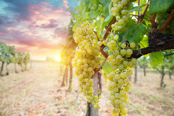 Bolgheri vineyards panoramic view at sunset. Castagneto Carducci, Tuscany region, Italy. High quality photo