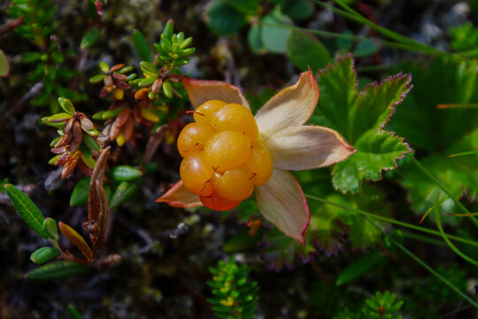 Ripe cloudberry (Rubus chamaemorus) in Northern Norway tundra
