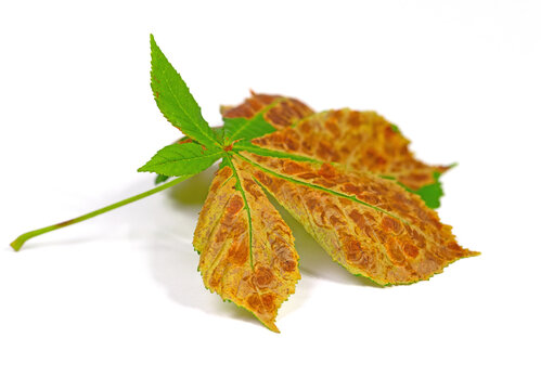 Schadbild der Rosskastanienminiermotte,  Cameraria ohridella