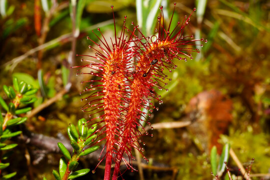 Close-up of two leaves of English sundew (Drosera anglica) with trapped prey in bog, Northern Norway