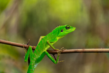 Green Lizard Perched on a Branch in the Wild with a Vibrant Display of Nature&rsquo;s Beauty