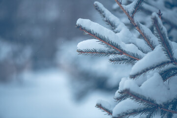 Evergreen pine tree branches are heavily covered with fluffy white snow, creating a serene and peaceful natural scene on a very cold winter day outdoors in a forest