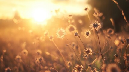 Withered grass seed heads gracefully illuminated by warm golden sunlight, creating a captivating natural glow across a tranquil, dry field landscape.