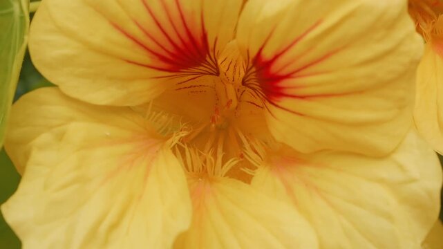 Yellow Nasturtium flower macro close up stock footage