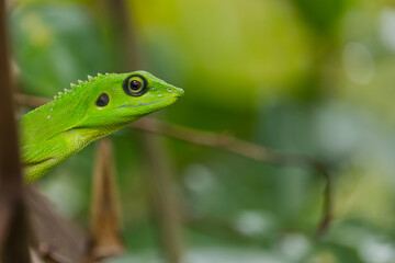 Close-up of a Green Lizard in the Wild with Nature&rsquo;s Vibrant Beauty in Focus