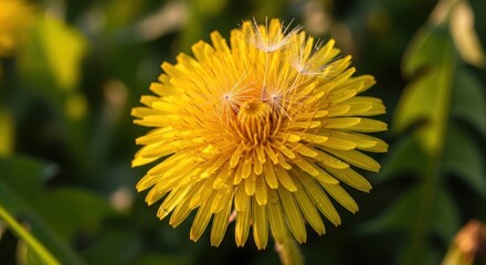 Close-up of a vibrant yellow flower with delicate floating seeds