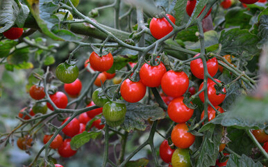 Vibrant grape Tomatoes Ripening on the Vine in organic garden