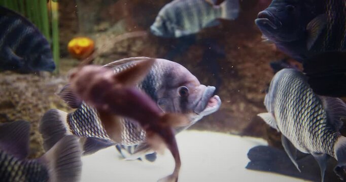 Shanghai, China. Heterotilapia Swimming In Aquarium. Genus Of Cichlid Fish. Heterotilapia Fishes Float In Zoo Aquarium. Fish With Distinctive Dark-and-light Banded Pattern. Aquarium Filled With