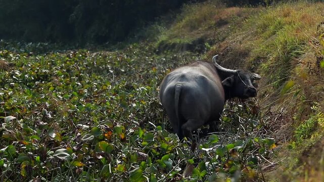 Water Buffalo Walking Through Wetland Covered With Aquatic Plants
