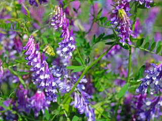 Obraz premium Blühende Vogelwicken, Vicia cracca, im Sommer