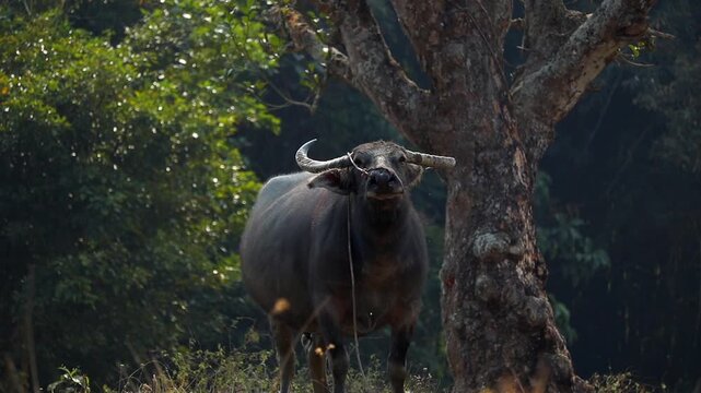 Close View of Domestic Water Buffalo Standing Near Forest Tree