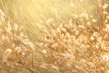 grass flower with morning light background