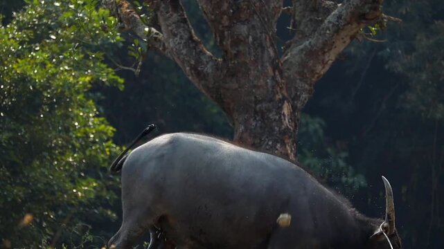 Horned Water Buffalo Standing Beside Tree in Rural Forest