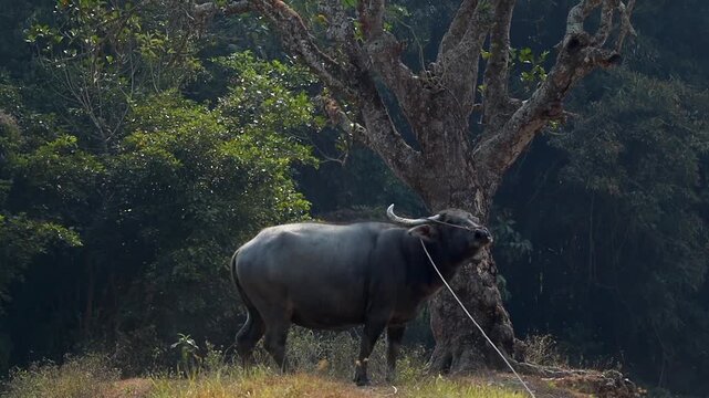 Water Buffalo Standing on Grassy Riverbank in Rural Countryside