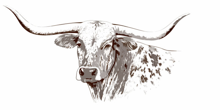 Detailed sketch of a longhorn steer s head with prominent horns