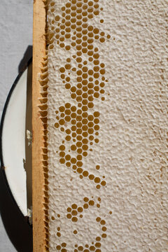 Freshly picked raw honeycomb with light golden honey on a plate in bright natural sunlight