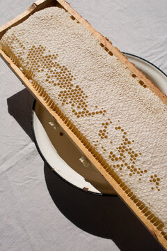 Freshly picked raw honeycomb with light golden honey on a plate in bright natural sunlight