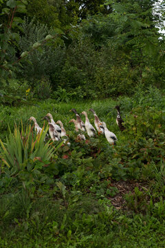 Flock of domestic ducks foraging in lush green wilderness