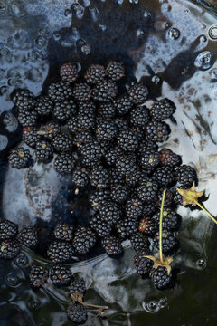 Freshly Washed Blackberries in Water