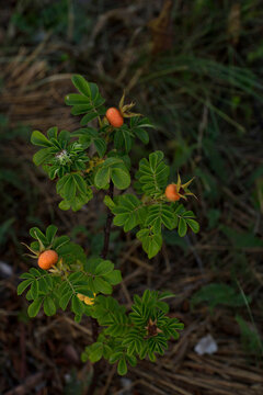 Ripe Orange Rose Hips on a Wild Bush in Natural Habitat