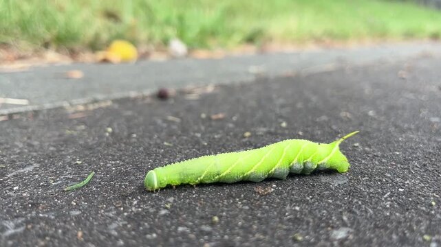 Close up of large green hawk moth caterpillar crawling across black asphalt