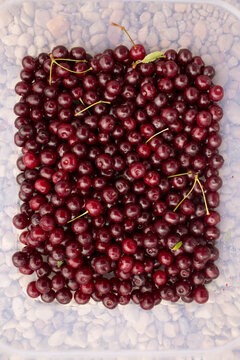 Abundant Fresh Dark Red Cherries in a Plastic Container, Overhead View