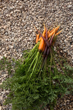 Freshly Harvested Organic Rainbow Carrots with Green Tops on Gravel