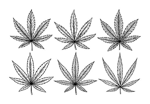 Detailed black and white hand drawn leaves arranged in rows a white background leaf