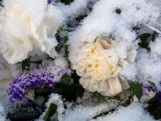 snowy flowers on grave in wintertime