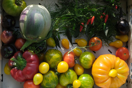 Colorful Organic Heirloom Vegetables and Peppers Harvest
