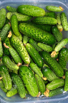 Freshly picked cucumbers soaking in a bowl of water for fermentation