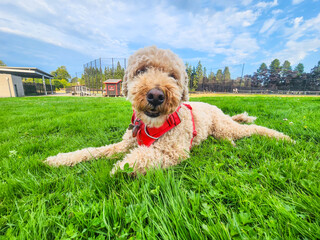Dog Resting at the Park