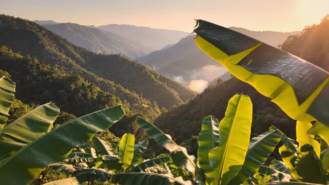 Banana plants in mountainous landscape