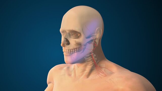 Trigeminal Mandibular Division Damage Impacting Jaw Muscles