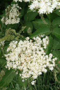Close-up of Delicate White Elderflower Blossoms Blooming in Green Nature